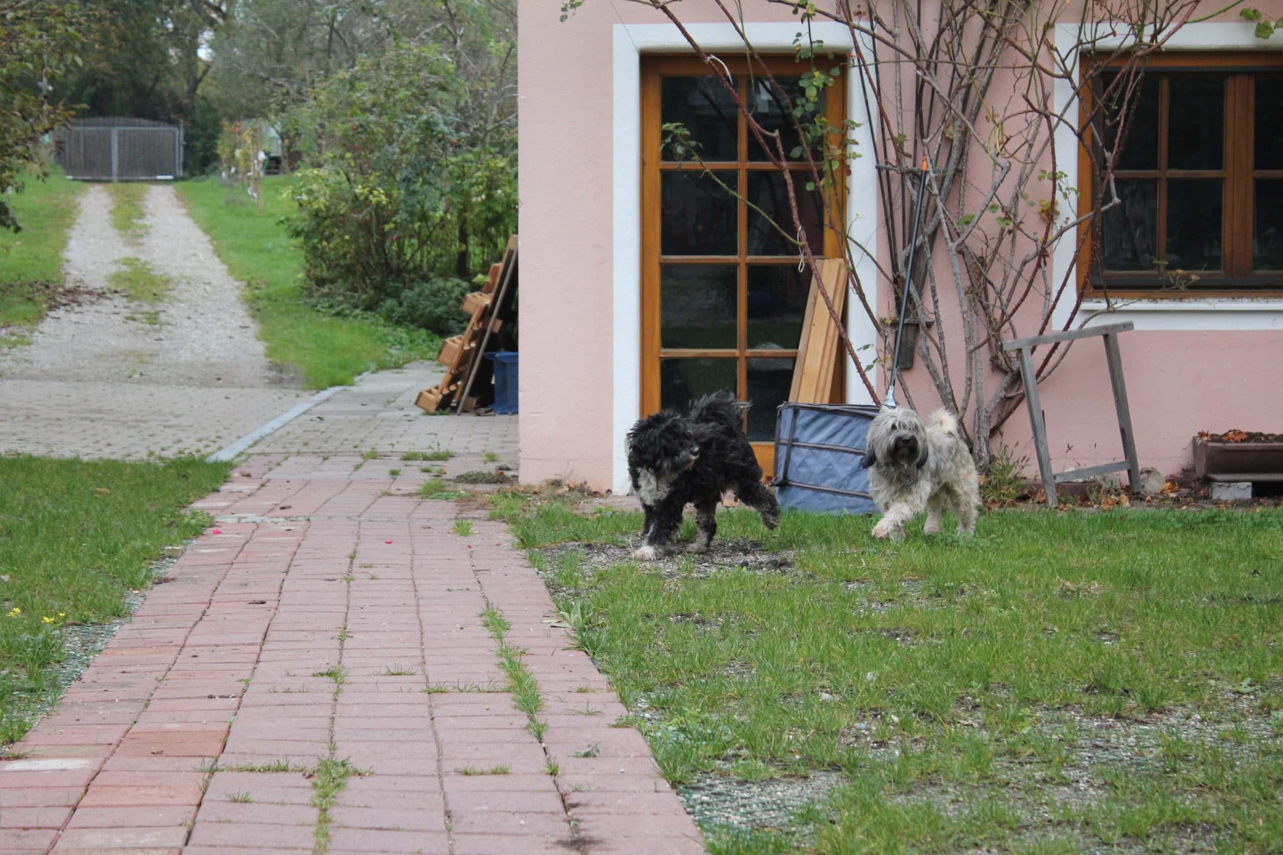 Ammersee Ferienwohnungen H7-Street Hunde